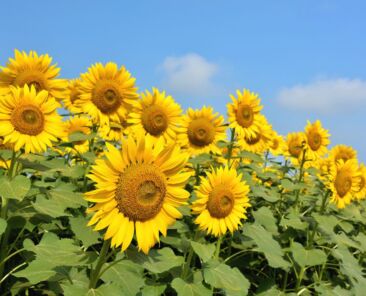名称未設定のデザイン
